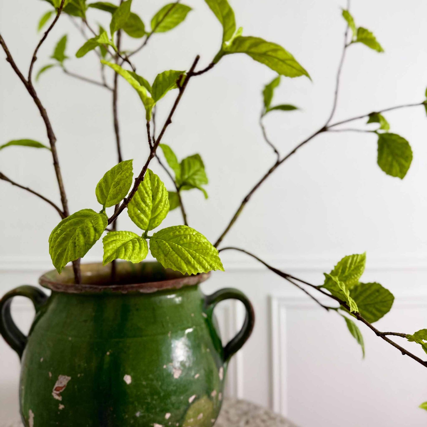 Spring Birch Leaf Branches