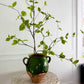 Spring Birch Leaf Branches