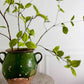 Spring Birch Leaf Branches