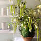 The Botanist's Bouquet