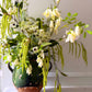 The Botanist's Bouquet