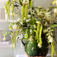 The Botanist's Bouquet